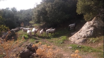 Ολοκλήρωση διαδικασίας υποβολής Ενιαίας Αίτησης Ενίσχυσης (Ε.Α.Ε.)  για το έτος 2024