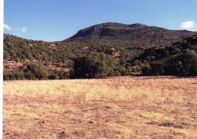 Το οροπέδιο στον Έλαφο με την δρυ