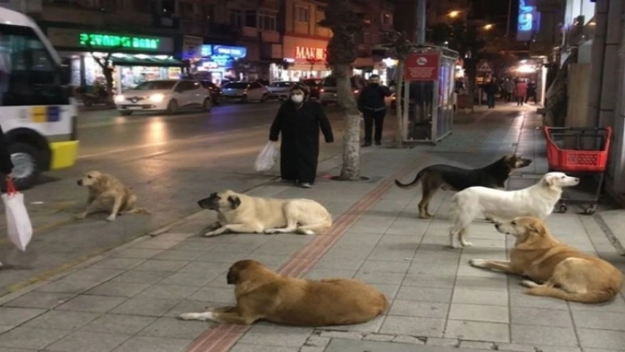 Πρόστιμα στους Δήμους που αδιαφορούν για τα αδέσποτα σκυλιά