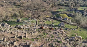 Κρούσμα ευλογιάς προβάτου στα Δάφια