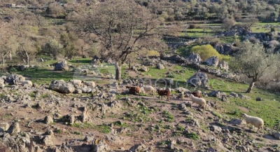 Κρούσμα ευλογιάς προβάτου στα Δάφια