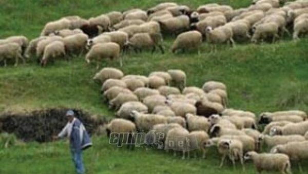 Νέες εξαγωγές αιγοπροβάτων στη Λιβύη