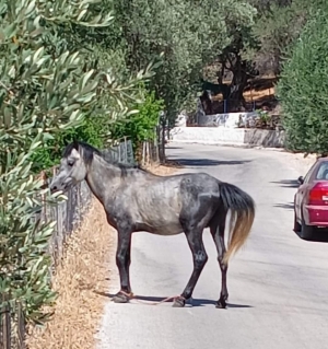 Στην Εισαγγελία η ΚΙΒΩΤΟΣ για παστουρωμένο άλογο στο Τάρτι