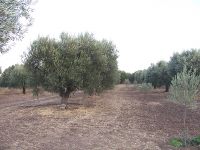 Εμπαιγμό χιλιάδων υποψηφίων βιοκαλλιεργητών