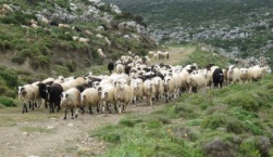 Ξεκίνησε η καταβολή αποζημιώσεων για πανώλη και ευλογιά -Από σήμερα καμία ενεργή ζώνη προστασίας κι επιτήρησης για την πανώλη