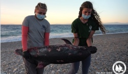 Άγρια θανάτωση δελφινιού στο Βόρειο Αιγαίο