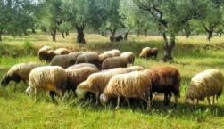 31 εκατ. ευρώ για ίδρυση Ομάδων Παραγωγών