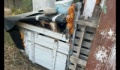 Τουρίστες ενημερώνουν την ΚΙΒΩΤΟ για κακοποίηση ζώων